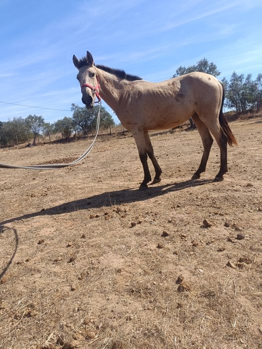 Para venda poldra baia (cavalos)