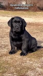 Чистокровні лабрадори чекають відповідальних власників.
