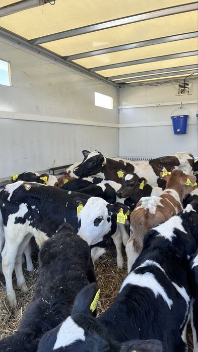 Sprzedam cielaki cielęta