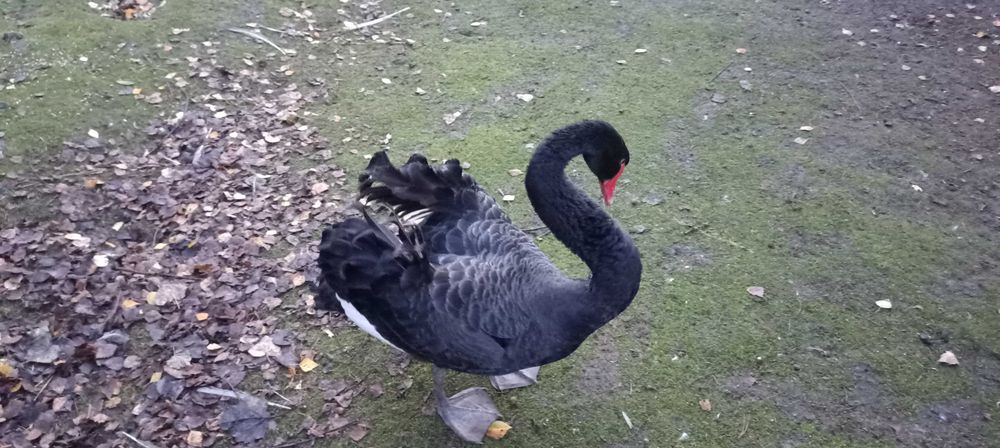 Czarne łabędzie sprzedam