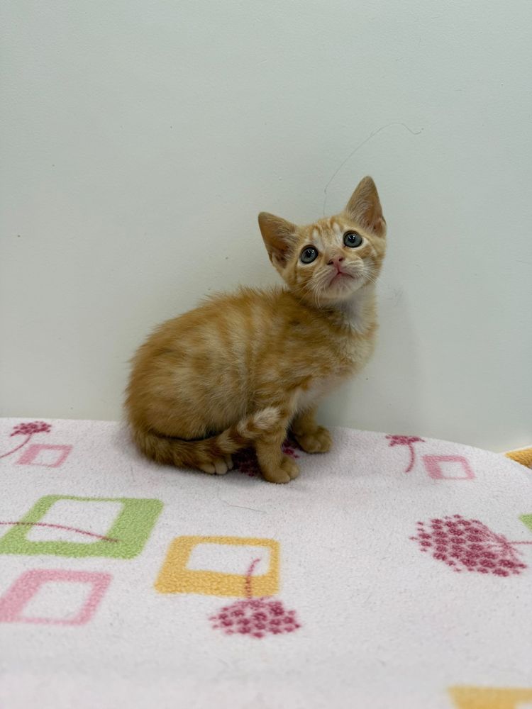 Gatinhos para Adoção