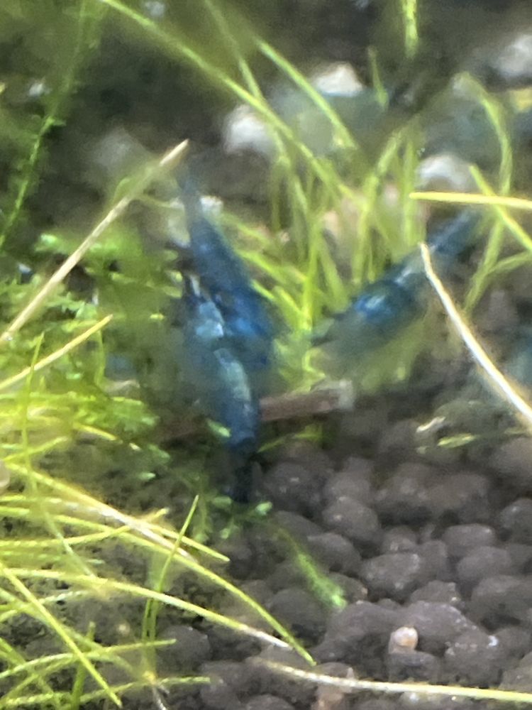 Neocaridinas Juvenis, blue dream
