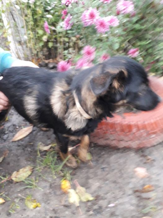 Віддаю в добрі руки