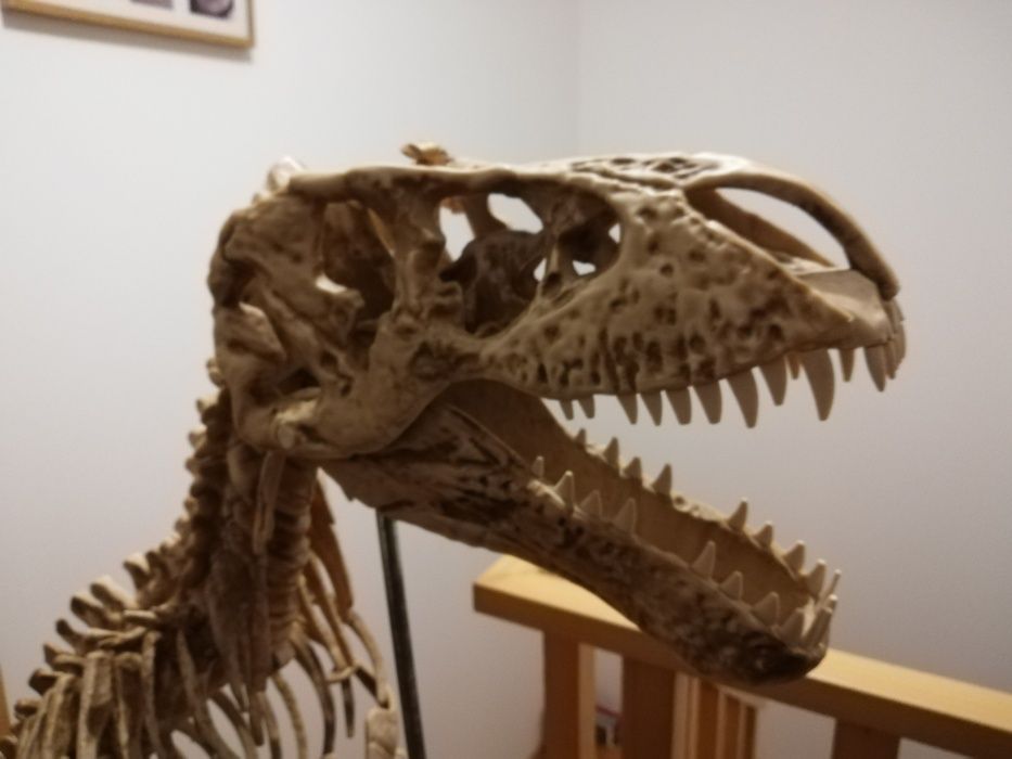 Esqueleto dinossauro T- Rex