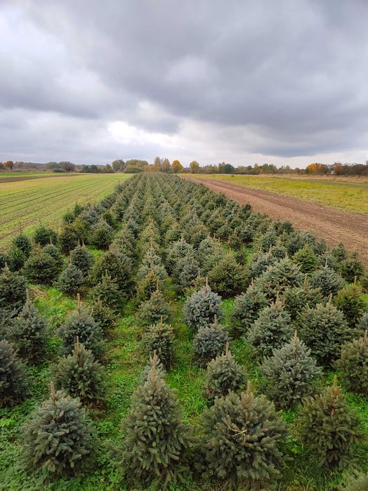 Świerk srebrny , pospolity , tuja szmaragd , brabant  - gęste z gruntu