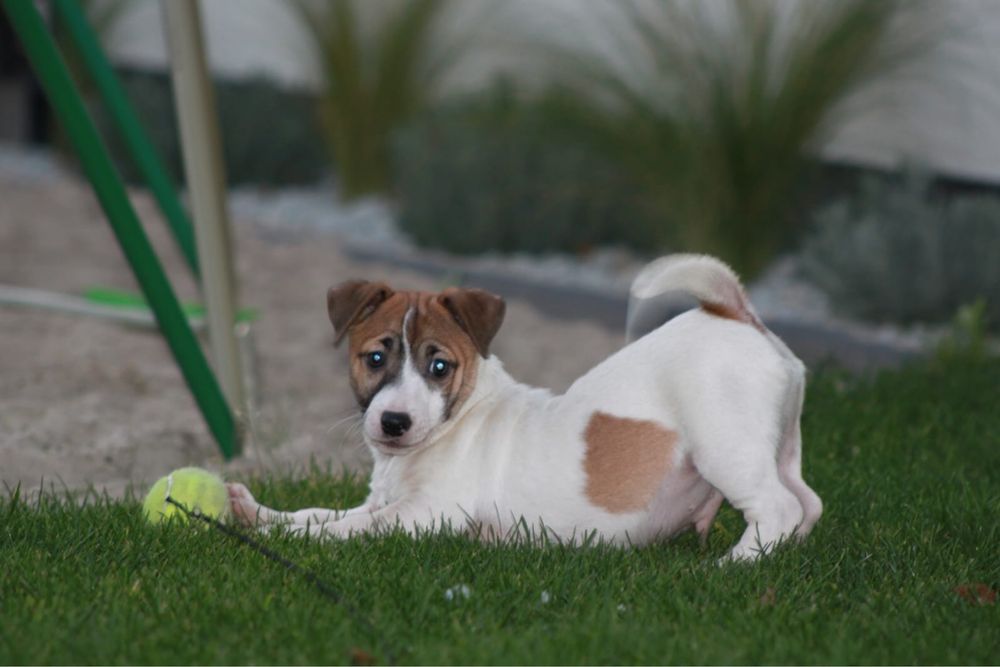 Piesek Jack Russell Terrier