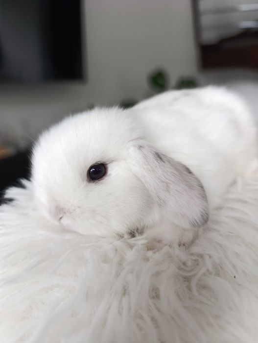 Mini lop karzełek Teddy hodowla zarejestrowana