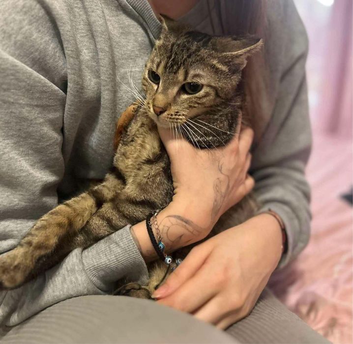 Lucek piękny bury kot poleca sie do adopcji