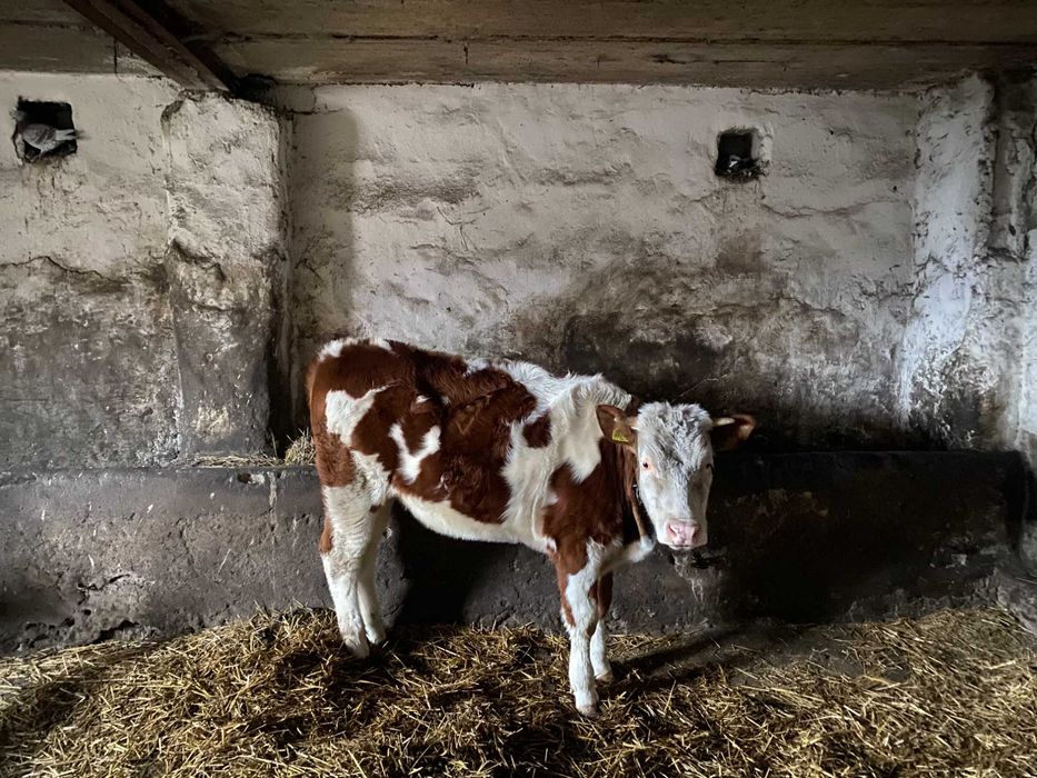 Sprzedam jałówkę, rasa simental, likwidacja produkcji