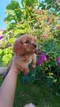 Szczeniak Cavalier King Charles spaniel