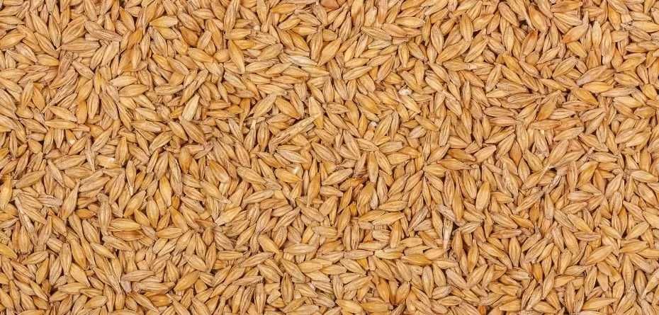 jęczmień jary zbiór 2025