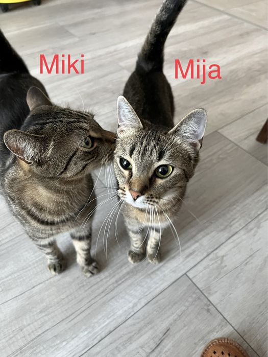 Oddam urocze Koty, Mija i Miki czekają na nowy dom