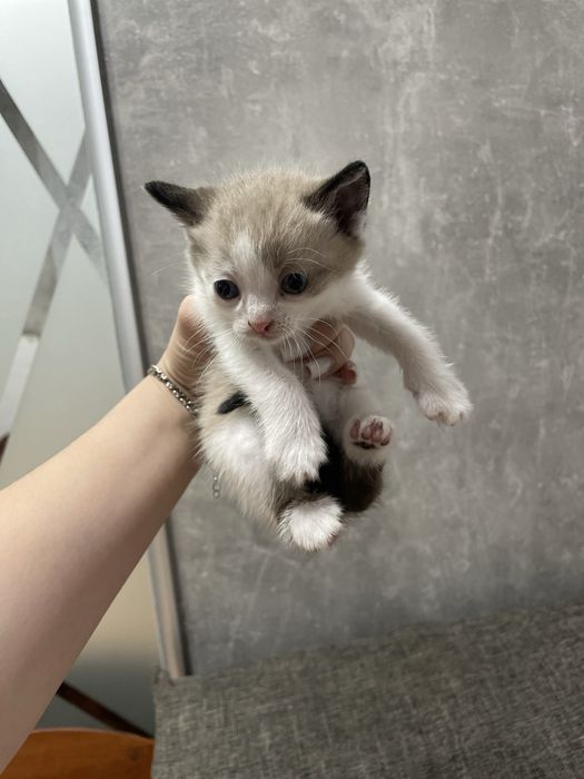 Віддамо кошенят у добрі руки