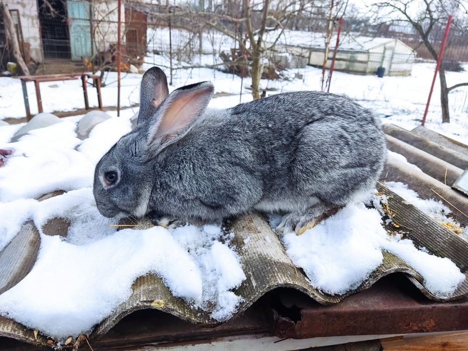 Продам кроличок вік 7 місяці