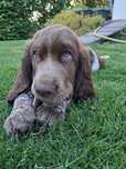 Polski spaniel myśliwski