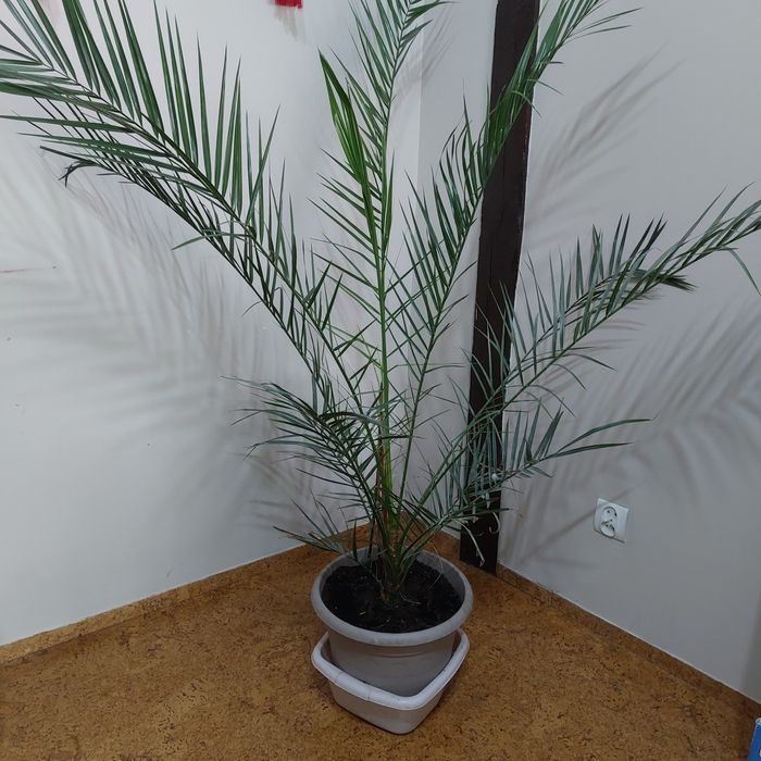 Palma Daktylowiec kanaryjski