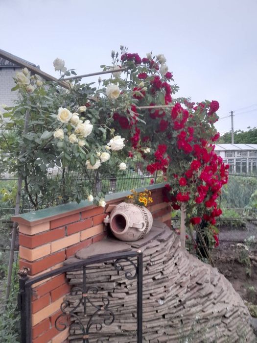 Здається койко - місця і кімнати Луначарка