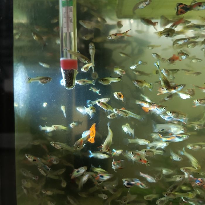 Sprzedam gupiki wybarwione