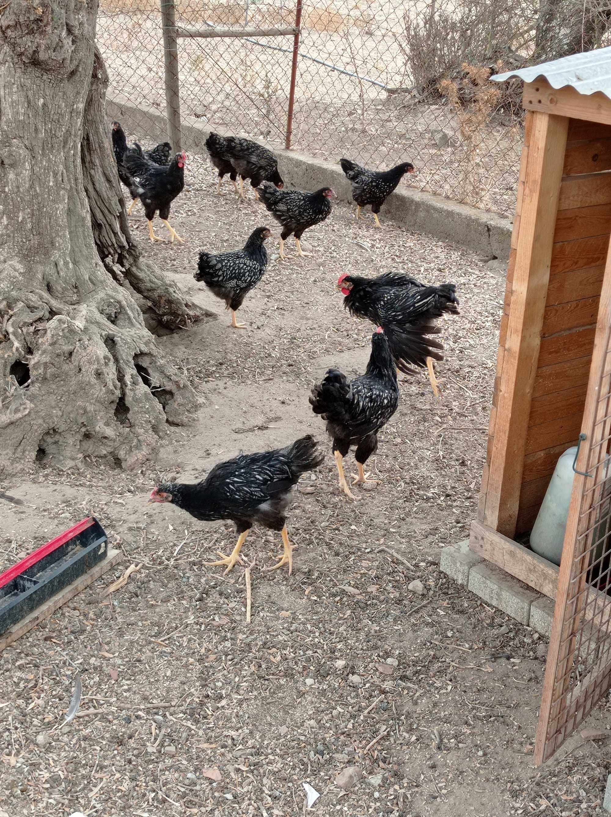 galos barnevelder