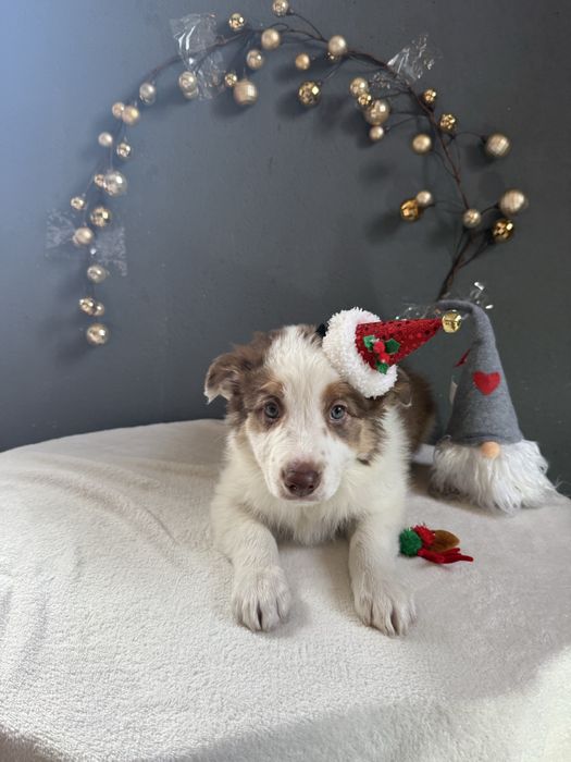 Border Collie Chocolate fantAUstico