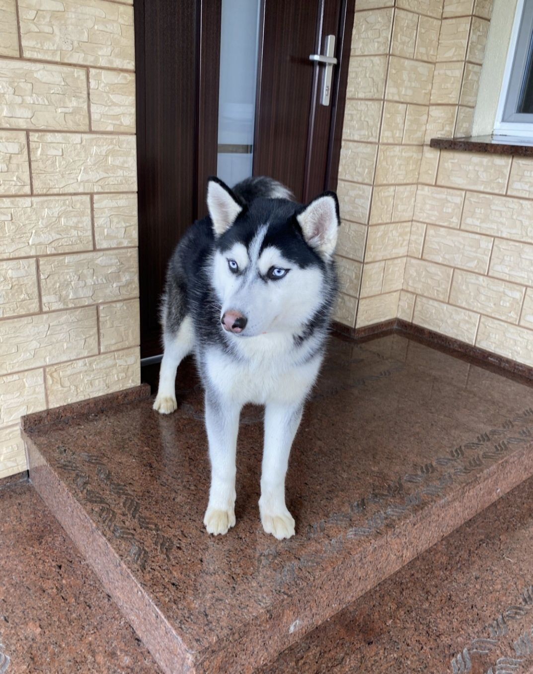 Husky Syberyjski