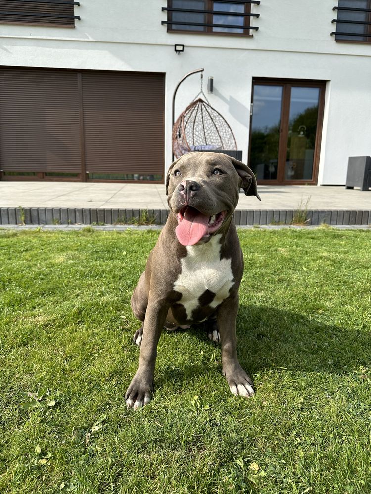 American Bully XL - niebieska suczka - PRAWNUCZKA HULKA DDK!