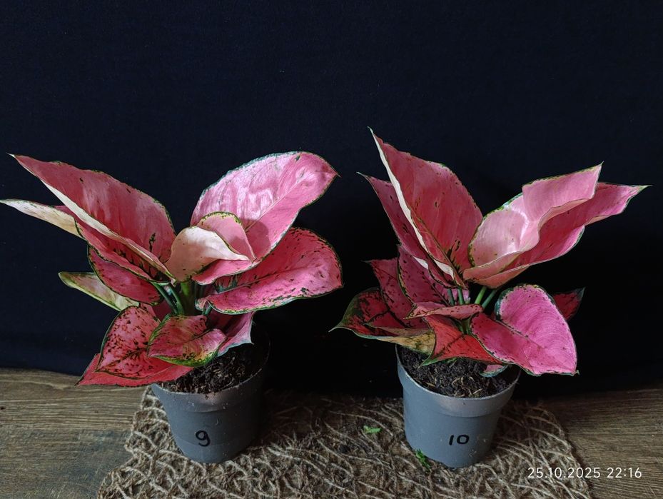 Аглаонема "Расбері Лав" (Aglaonema 'Raspberry Love')