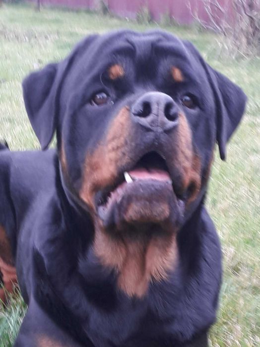 Подрощеная девочка Ротвейлера