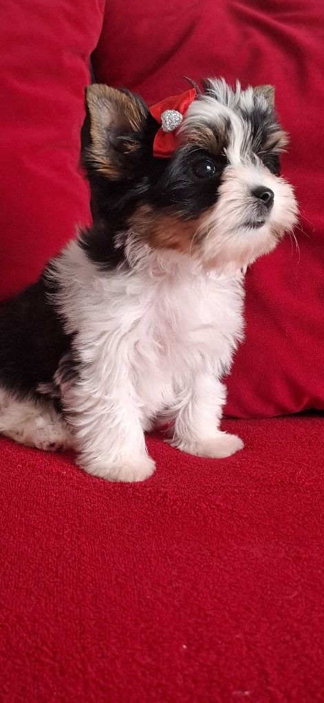 Biewer Yorkshire Terrier suczka rodowod 4 pok. Zhpr Uci