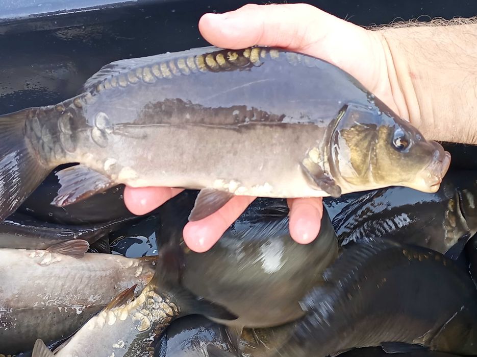 Karp kroczek 0,3-0,7 kg lin amur szczupak Jesiotr sum wegorz