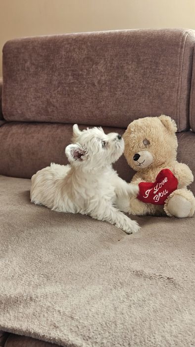West Highland terrier