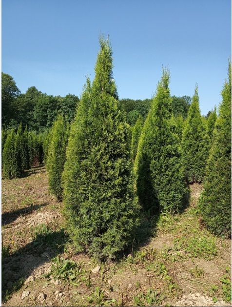 Tuja szmaragd 80-250 , brabant do 300cm, SADZIMY, dowóz gratis