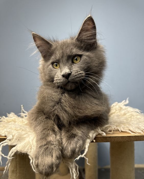 Крупный котенок мейн кун мальчик 3 месяца голубой солид