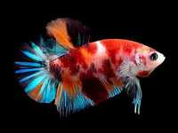 Betta plakat koi
Betta dumbo
Betta crown tail
Betta halfmoon