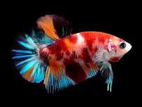 Betta plakat koi
Betta dumbo
Betta crown tail
Betta halfmoon