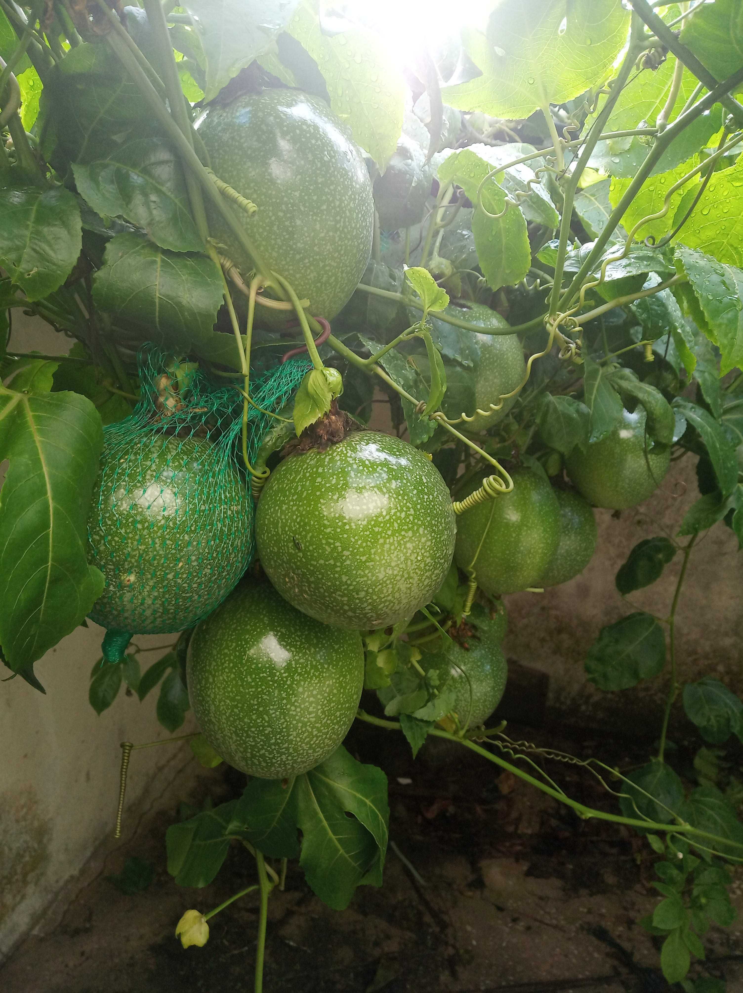 Plantas e Sementes Maracujá Gigante Amarelo