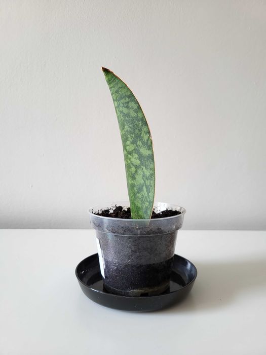Sansevieria masoniana
