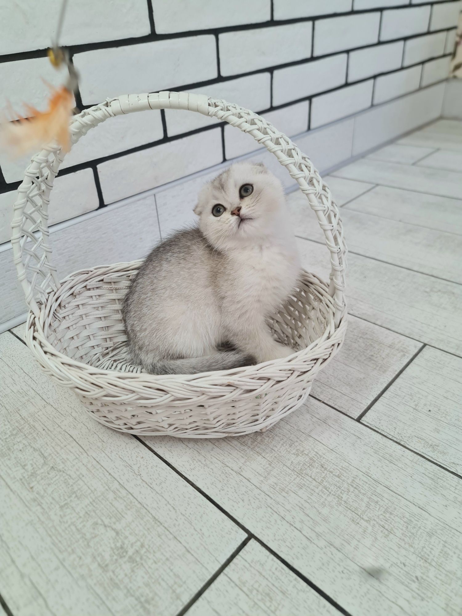 Шотландська срібна шиншила