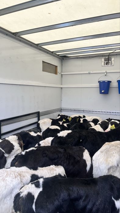 Sprzedam cielaki cielęta