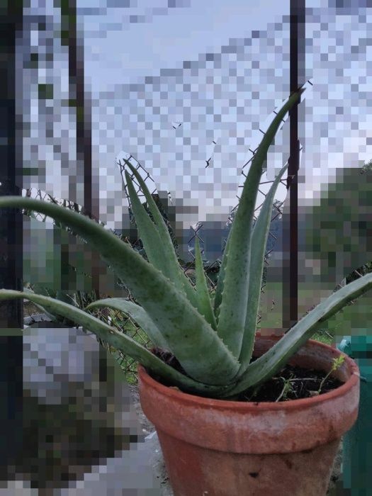 Aloe Vera Planta