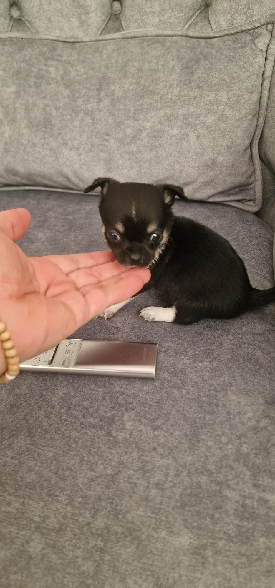 Chihuahua top top