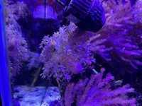 Capnella fluo akwarium morskie szczepka koralowiec