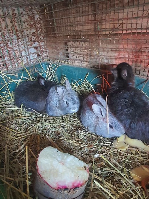 Декоративные кролики