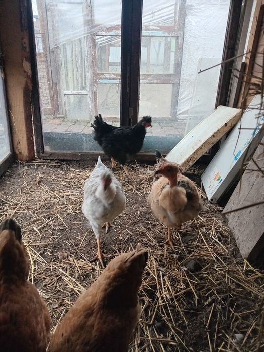 Курчата 3-х місячні ...