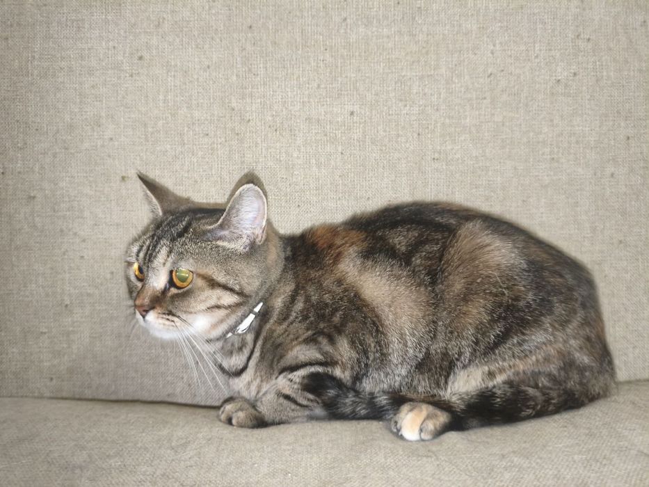 Врятованій киці дуже потрібен дім!