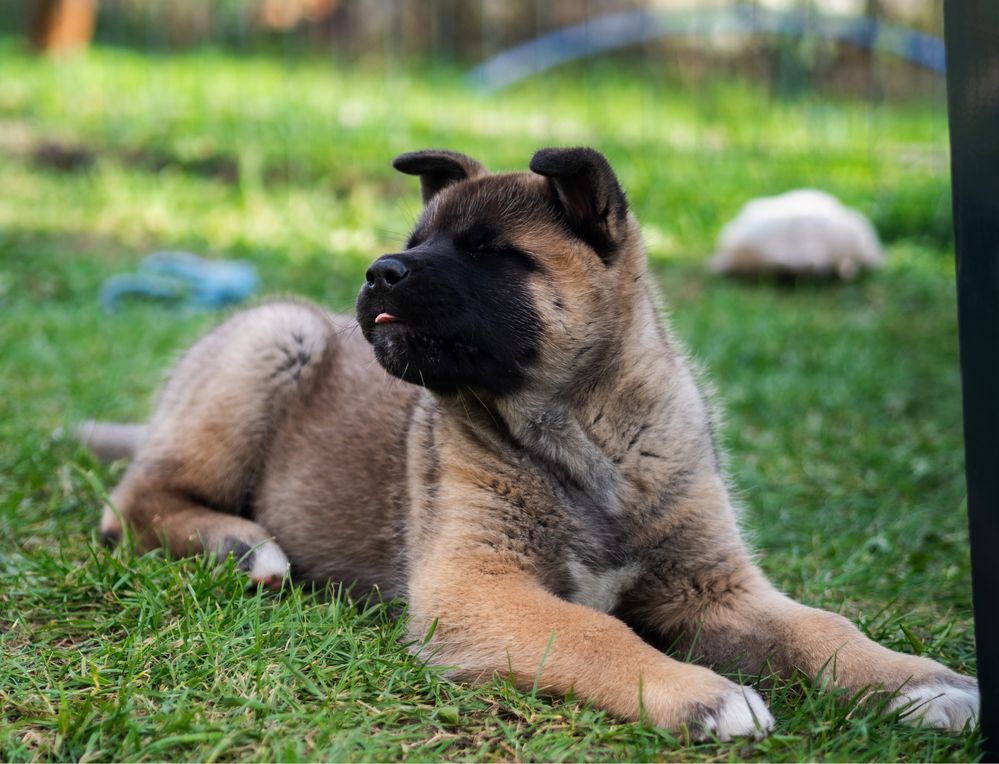 Akita amerykańska - sunia 9 tyg.