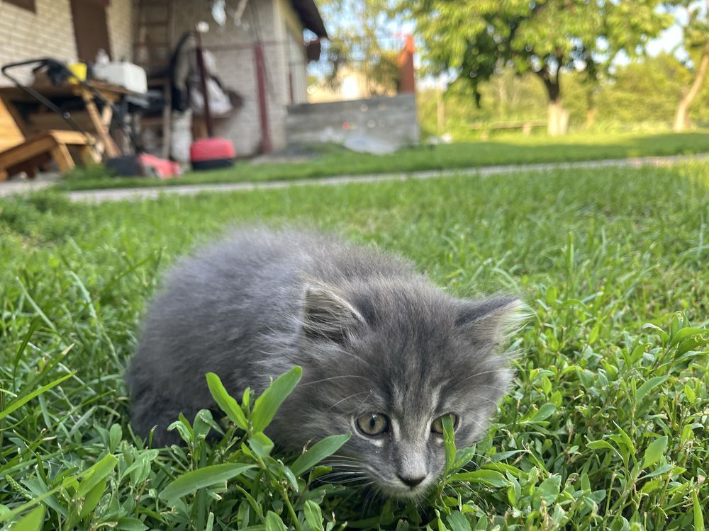 Котик вік 1,5 місяці