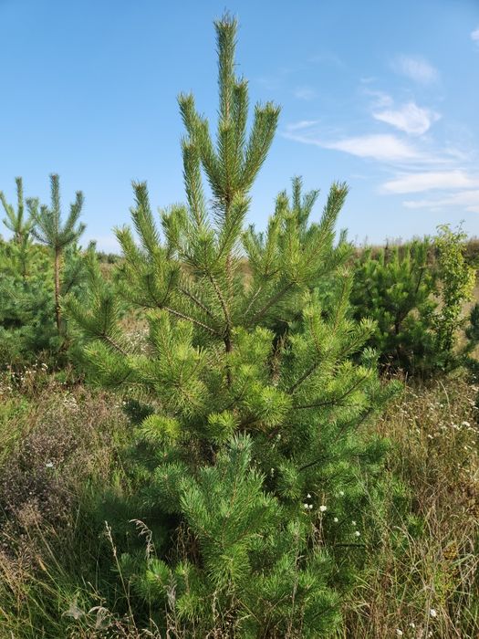 Продам ділянку с.Бишів 16 соток, власник