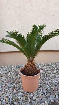 Sagowiec odwinięty, Cycas Revoluta