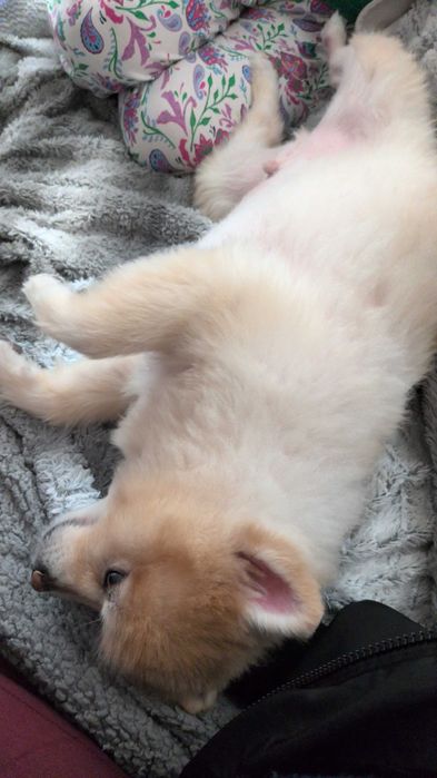 Caminhadas com cães Dog walking